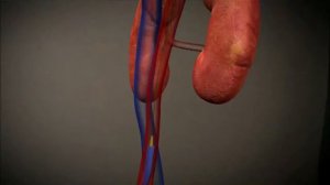 Закрытое протезирование аортального клапана