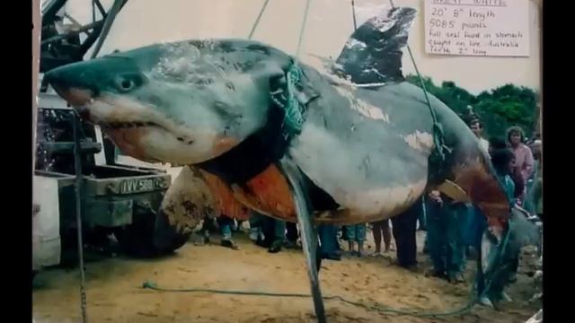 Monster Great White Shark - Largest Great White Shark ever Caught by Vic Hislop смотреть онлайн