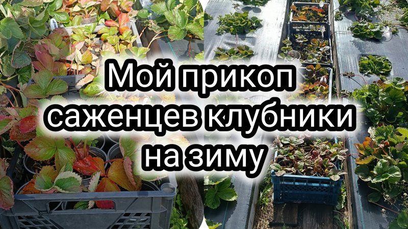 Мой прикоп саженцев клубники на зиму