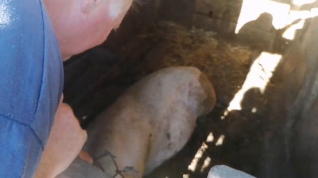 "" ГОЛУБИ ""🔥 В ГОСТЯХ У КИРЬЯНОВА ГЕННАДИЯ НИКОЛАЕВИЧА 🔥 10.08.2020.г. смотреть онлайн