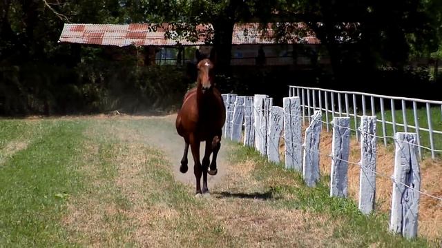 BRANCALEON JET смотреть онлайн