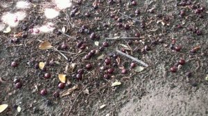 Аэропорт- Синяя птица