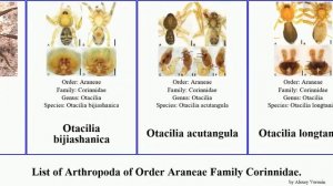 List of Arthropoda of Order Araneae Family Corinnidae. otacilia castianeira planochelas trachelas