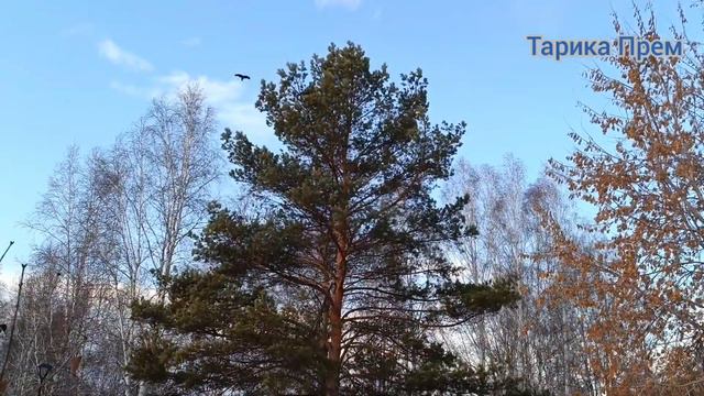 Когда сердце наполнено любовью... смотреть онлайн