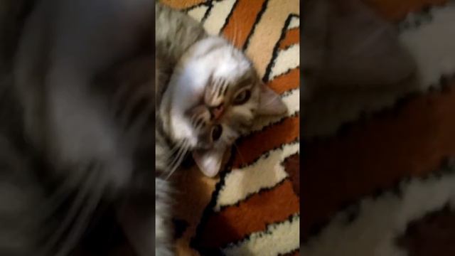 Семен Петрович. смотреть онлайн