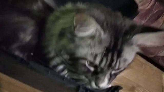 Умный кот - кто отгадает как его зовут... получит приз... смотреть онлайн