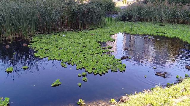 Уточки 🦆 в озере 22 сентября смотреть онлайн