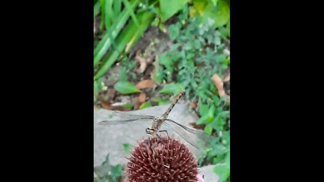 Def Leppard, Haddaway and Spice Girls-MCDJLH смотреть онлайн