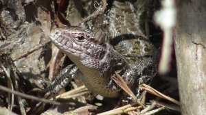 Портрет прыткой ящерицы   ( Lacerta agilis )