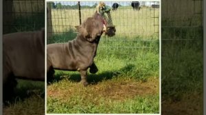 Manny The Pac Man of Legacy Bully Kamp @ 1 year old (Exotic American Bully)