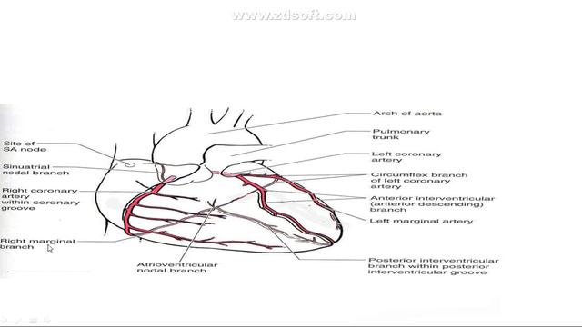 Arterial Supply of The Heart  IN PUSHTO  Bachelor and diploma  Basharat Ali