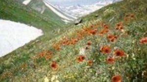 Համո Սահյան «Ինձ բացակա չդնեք»