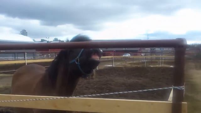Hälge busar med vattenhinken i hagen