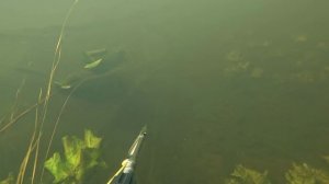 Подводная охота, река Луга, Ленинградская область