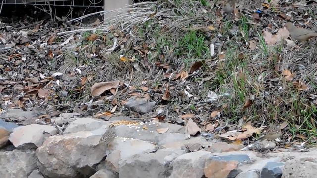 Fluffy, Kali, RedTailed Hawk, Alviso Adobe Park Songbirds and Red-winged Blackbirds смотреть онлайн