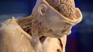 Vera A Su Manera: PLASTINACIÓN: CUERPOS HUMANOS REALES con Carlos Vera