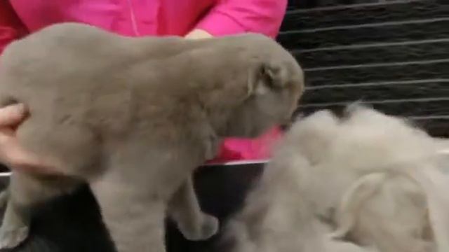 Адольф и шерсть смотреть онлайн