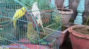 Ye Galti Na Kare ❌ Chote Cages Me Breeding Lete Samay | Uttaranchal Birds