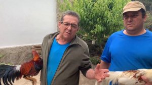 Alejandro Moreno y su línea de Gallos los María Andrea