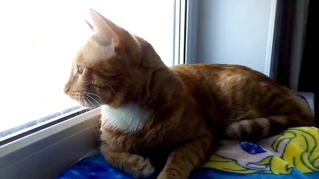 Кот Том смотреть онлайн