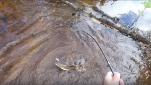 За ХАРИУСОМ на Таёжную речку.Попал в царство Рыбы,Дичи и тишины