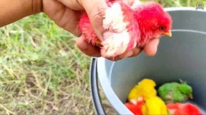 Catching Chicks, Ducklings, Rainbow Chicks, Colorful Chicks, Colorful Ducks