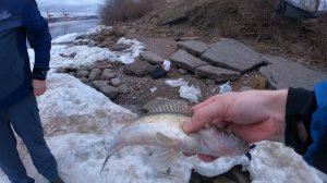 Судаки и окуни.Рыбалка на Канонерском острове.Рыбалка в Ленинградской области.#рыбалка #судак #джиг