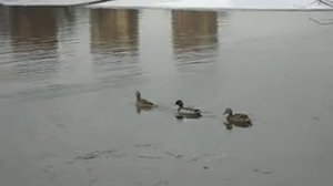 Ducks