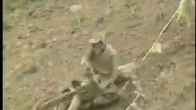 Motocross - travis pastrana revelation 199 смотреть онлайн