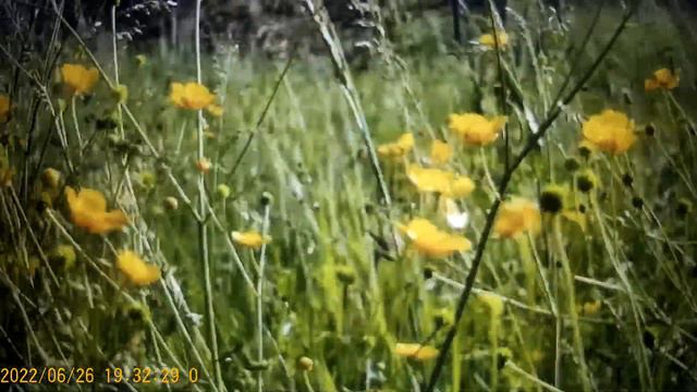 Возвела  Тюменского ,  в режиссеры и смех и грех . смотреть онлайн