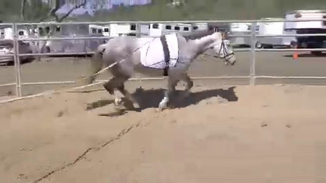 PAYASADA pure spanish mare смотреть онлайн