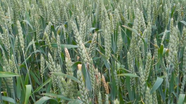 Семенарска къща САДОВО рекордни добиви от сорт Аполон смотреть онлайн