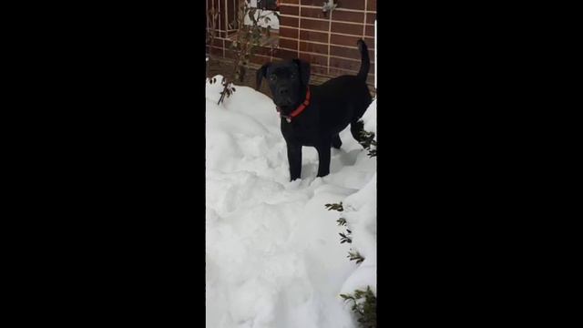 Jak šel čas   Cane Corso