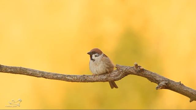 Feldsperling - Eurasian Tree Sparrow - Passer montanus смотреть онлайн