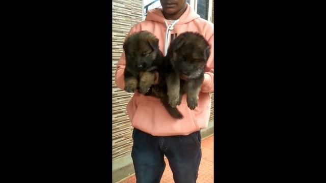 top quality heavy bone German shepherd puppies for sale in telugu / 6302529656 /aj pets смотреть онлайн