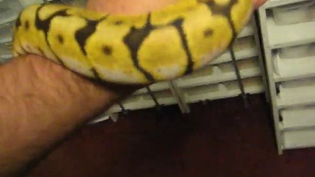 My Bumblebee