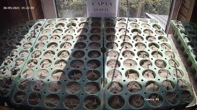 Проверка на всхожесть семян кукурузы Сарта с ФАО 220 / Урожай 2021 года. смотреть онлайн