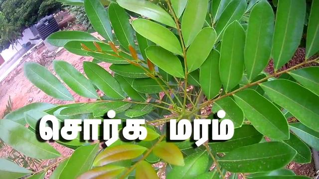 Kerala Herbal Water in Tamil  How to Make Kerala Ayurvedic Water  கரள மலக தணணர