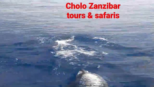 we offer daily dolphin  tour with professional driver and guide with affordable price  25571516769