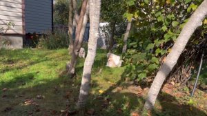 Щенки Малого немецкого Шпица