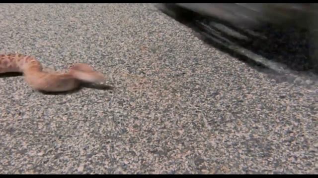 La Bamba (1987) - parte 1 en español latino смотреть онлайн