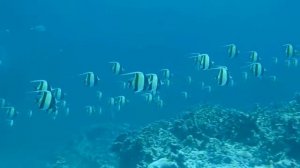 Moorish Idols - Koh Rok