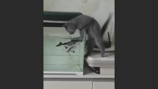 Попробуй не засмеяться, удивительно смешные кошечки и собачки, часть 4