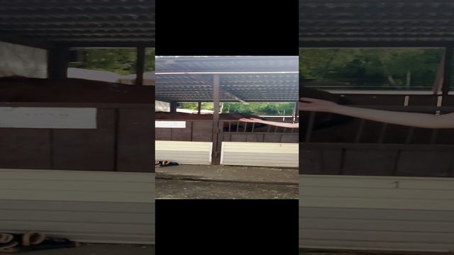 Знаменитый богатырский конь хат Хэд на конном заводе шоссе энтузиастов.