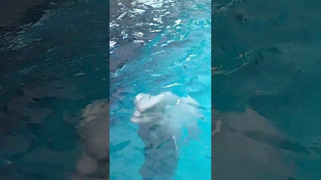 Кисловодский дельфинарий. смотреть онлайн