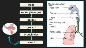 V9Q1W1&2-Respiratory & Circulatory Systems