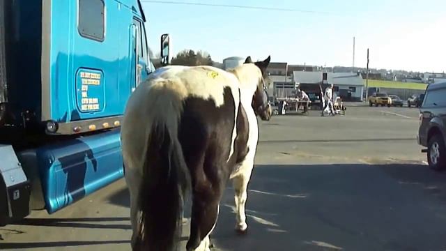 Kelly Smith and Paint Mare leaving New Holland смотреть онлайн