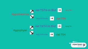 Der Regelkreis - Hypothalamus, Hypophyse, Schilddrüse - Erklärvideo