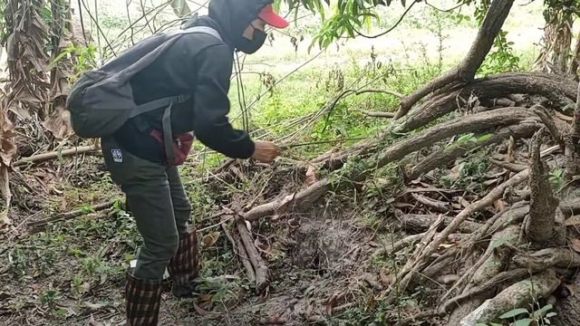 COBRA SA TUMBANG PUNO NG MANGGA GALEMA AT ZUMA ANG HUMULI ! смотреть онлайн