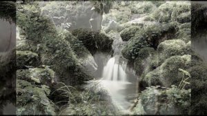 Moss Meditation - Relaxing Music - Bird Song Sounds - Lush Moss Imagery - Calm - Relax - Meditate